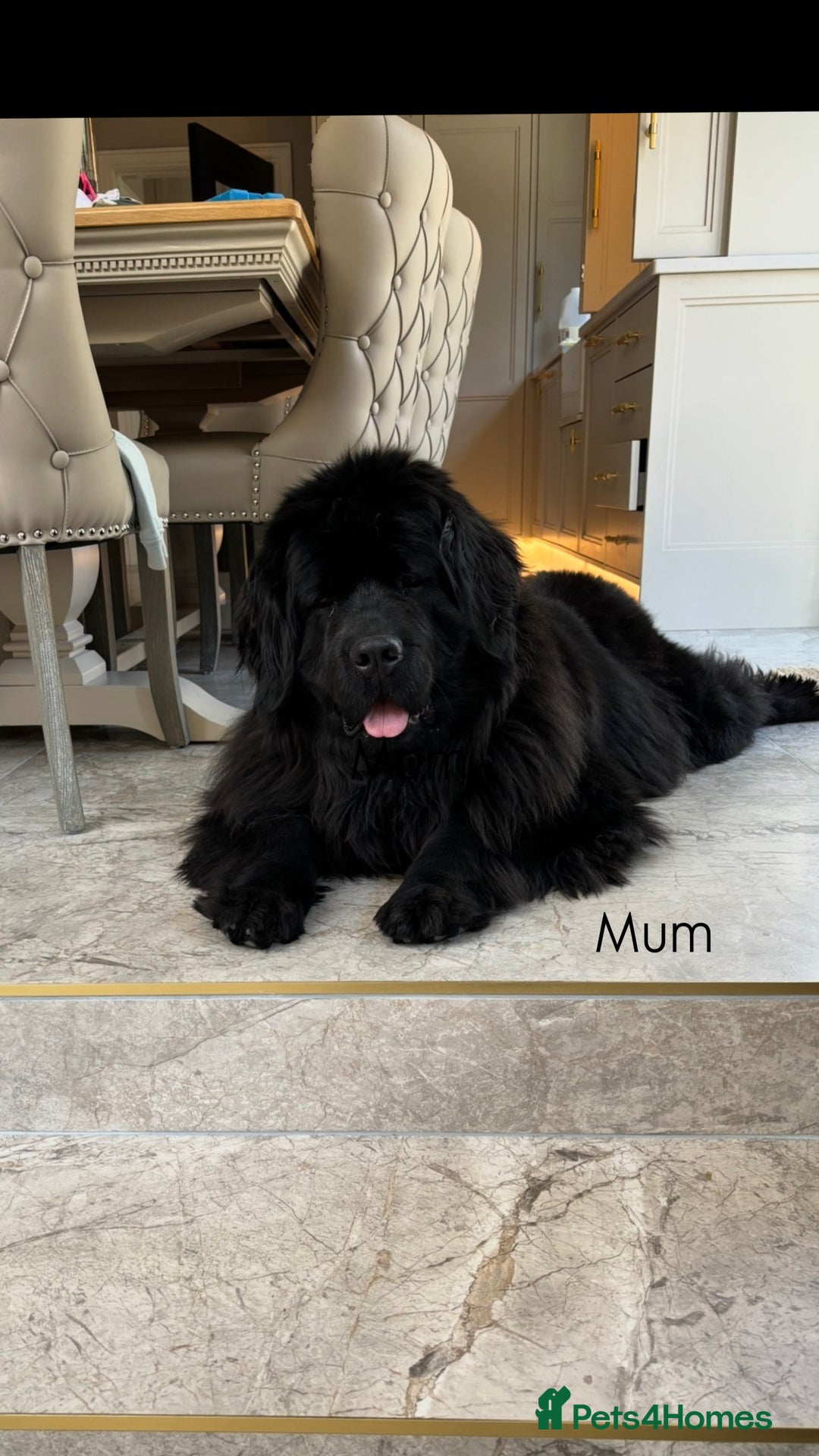 Newfoundland dogs for sale: Chunky Newfoundland pup - Advert 1