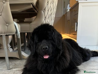 Newfoundland dogs Chunky Newfoundland pup - Advert 5