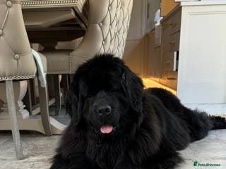 Newfoundland dogs Chunky Newfoundland pup - Advert 18
