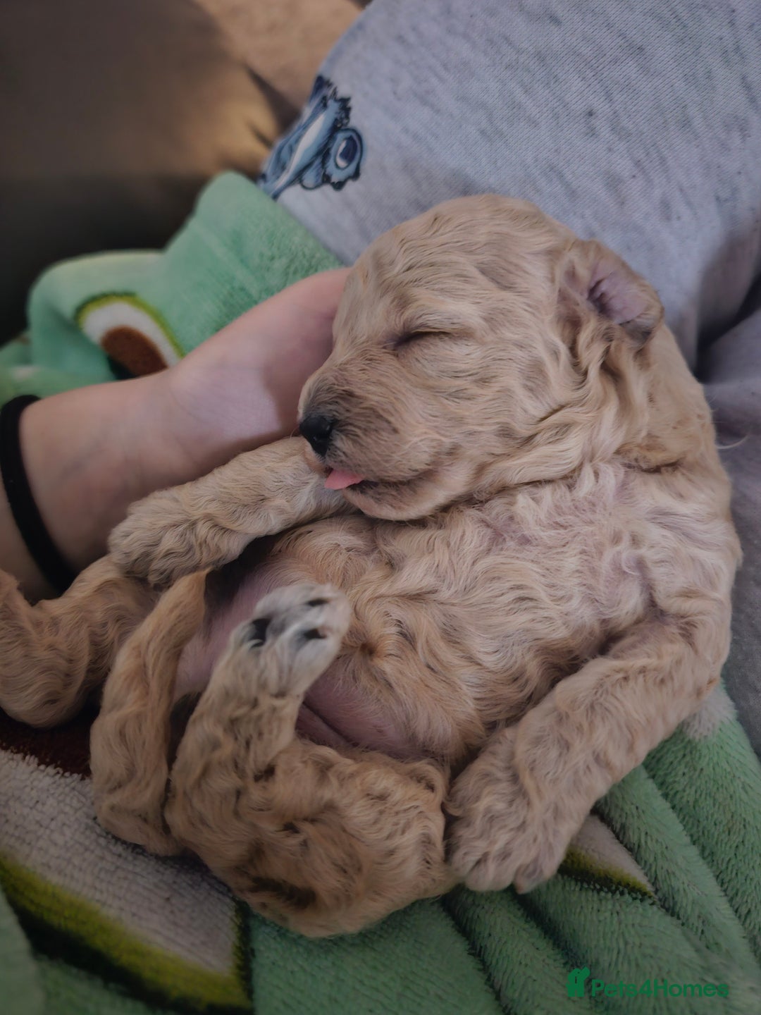 Toy Poodle dogs for sale: Beautiful toy/miniature poodle puppies. - Advert 15