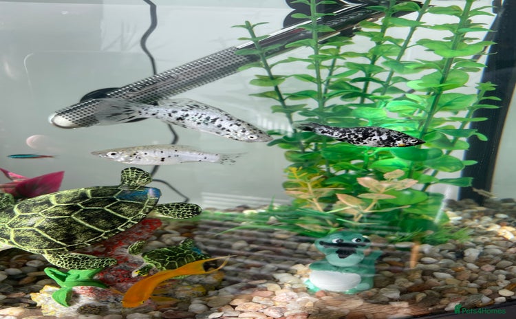 Mollies fish - Advert 1