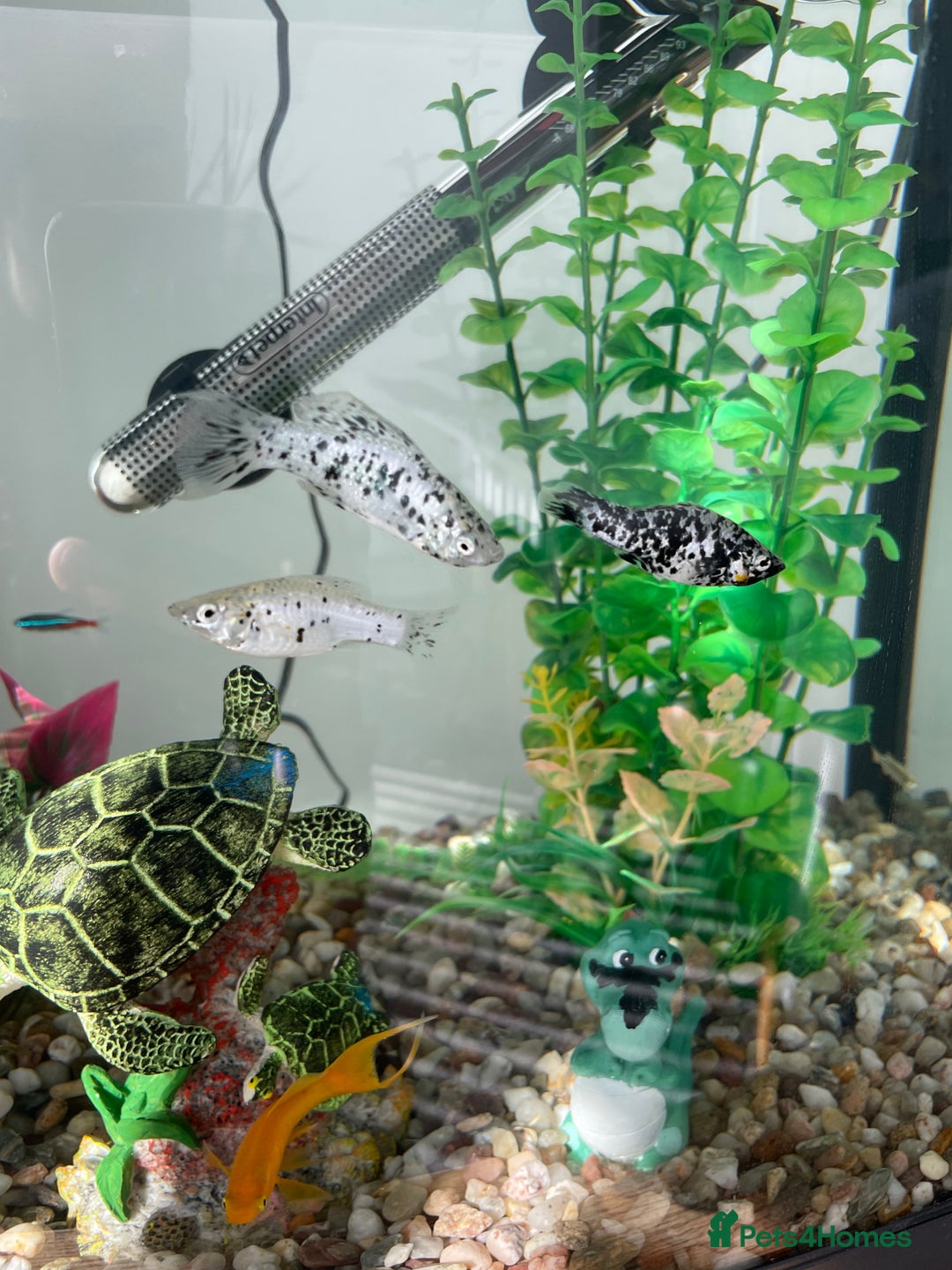 Mollies fish for sale: Dalmatian mollies, tropical fish  - Image 1