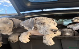 Great Dane dogs for sale: Blenheim Great Dane available - Image 2