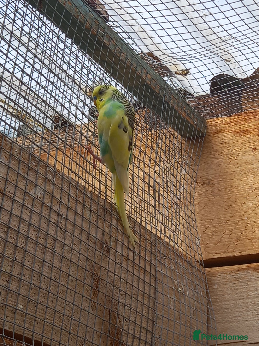 Budgerigars birds for sale: Young budgies for sale £20 sandbach cheshire - Image 4