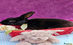 Mini Lop rabbits for sale: Baby velveteen lops & adult mini rex  - Image 14