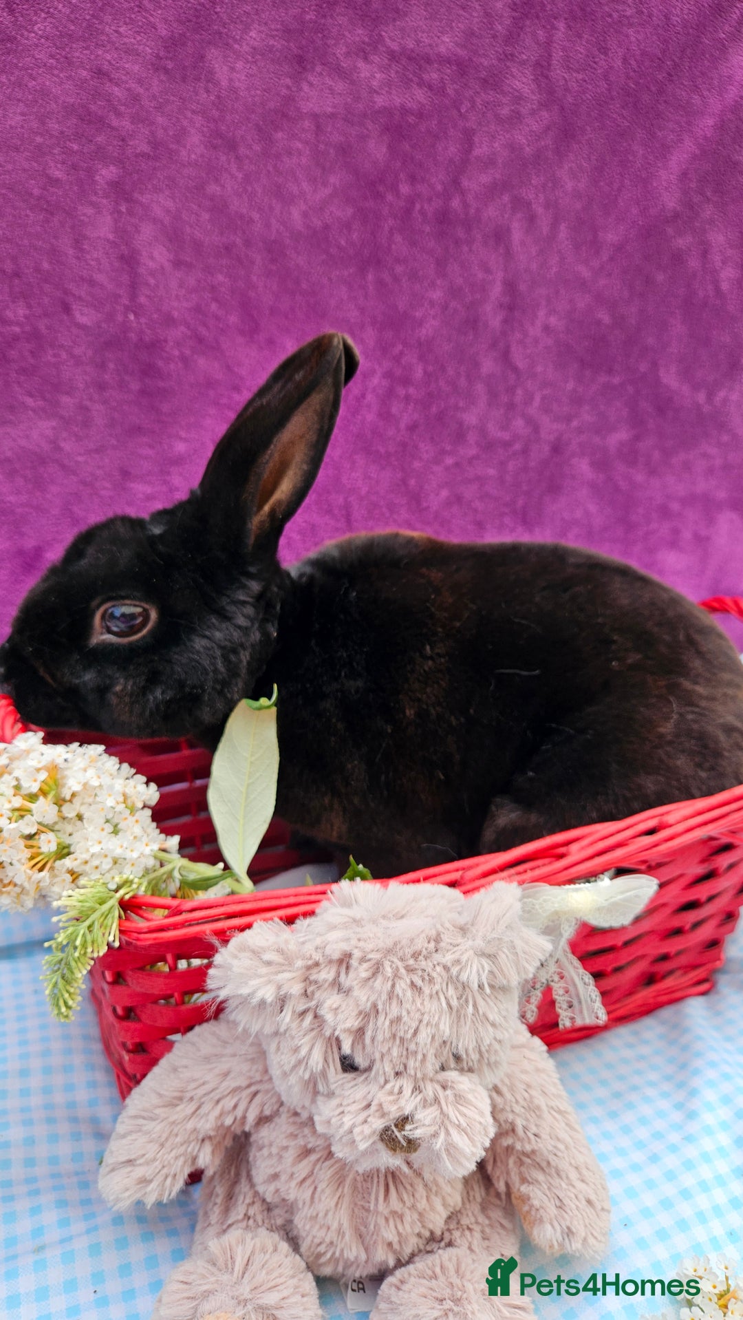 Mini Lop rabbits for sale: Baby velveteen lops & adult mini rex  - Image 14