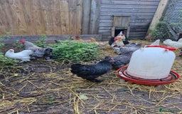 Chickens poultry for sale: Pekin Bantam Hens - Image 2