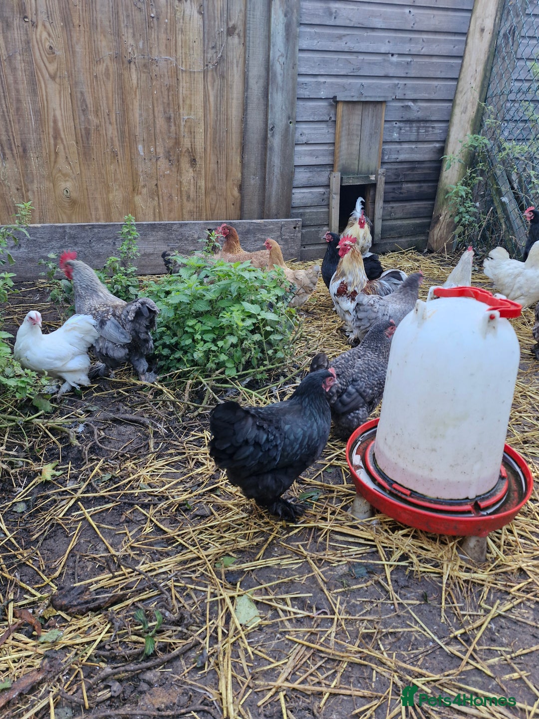 Chickens poultry for sale: Pekin Bantam Hens - Image 2