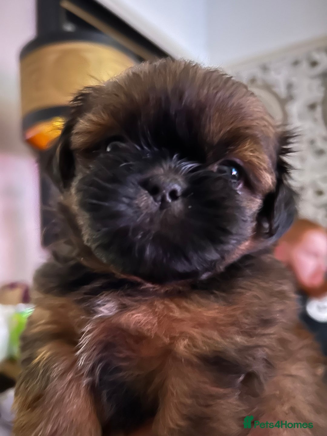Shih Tzu dogs for sale: Beautiful shih tzu pups for sale  - Advert 16