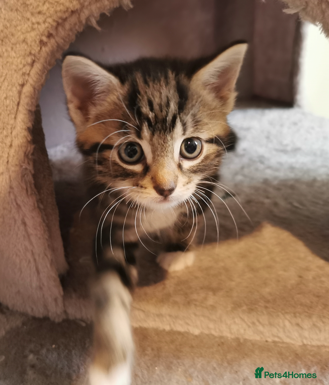 Mixed Breed cats Extra-cuddly, hand-reared, vet checked kittens  - Advert 2