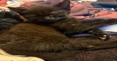 Mixed Breed cats Kittens  - Advert 12