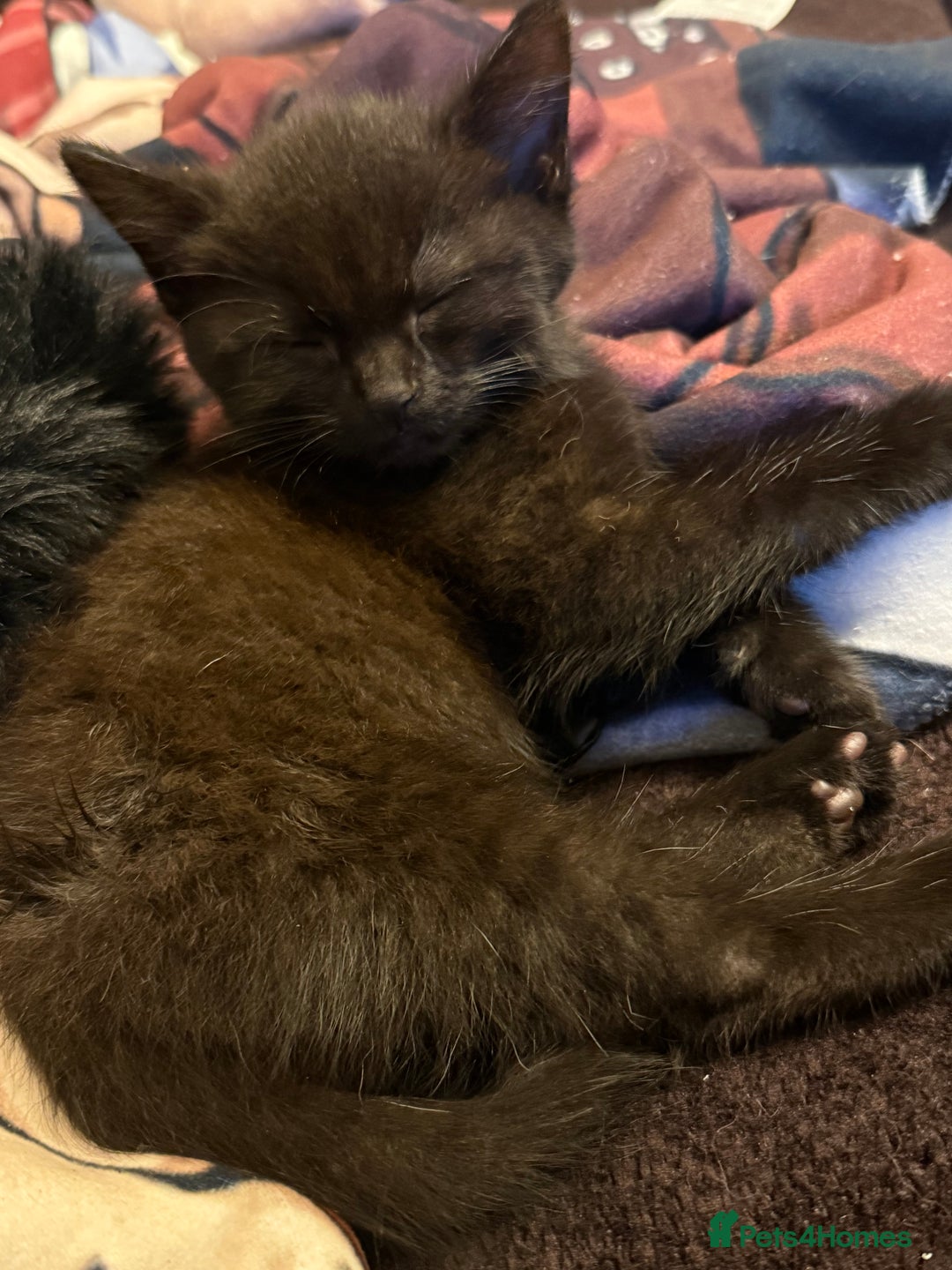 Mixed Breed cats for sale: Kittens  - Advert 9