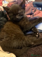 Mixed Breed cats Kittens - Advert 11