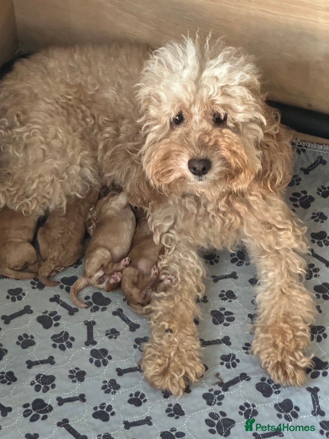 Cockapoo dogs for sale: Mini Cockapoo Puppies Kent - Image 2