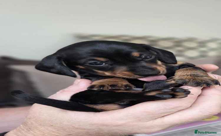 Miniature Dachshund dogs - Advert 4