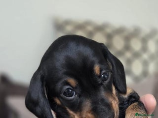 Miniature Dachshund dogs - Advert 16