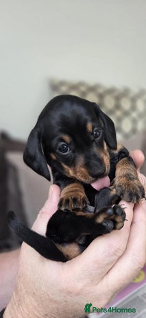 Miniature Dachshund dogs - Advert 9
