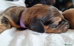 Miniature Dachshund dogs for sale: Longhaired Minature Dauchounds - Image 11