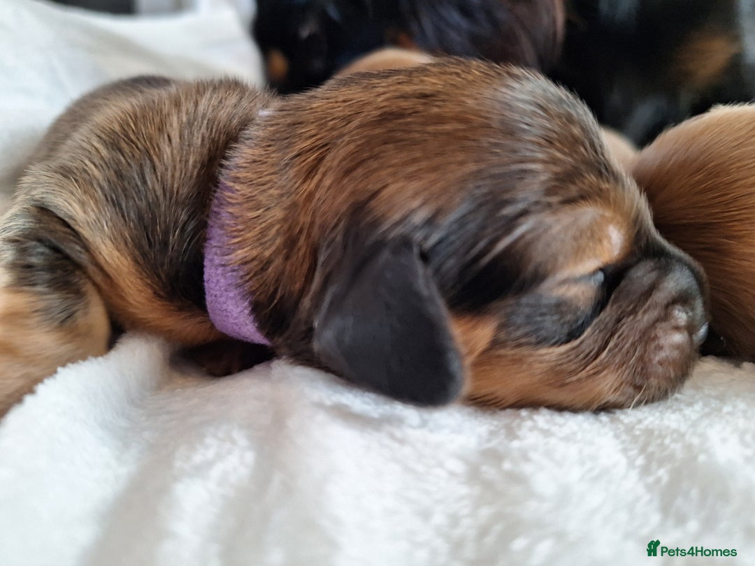 Miniature Dachshund dogs for sale: Longhaired Minature Dauchounds - Image 11