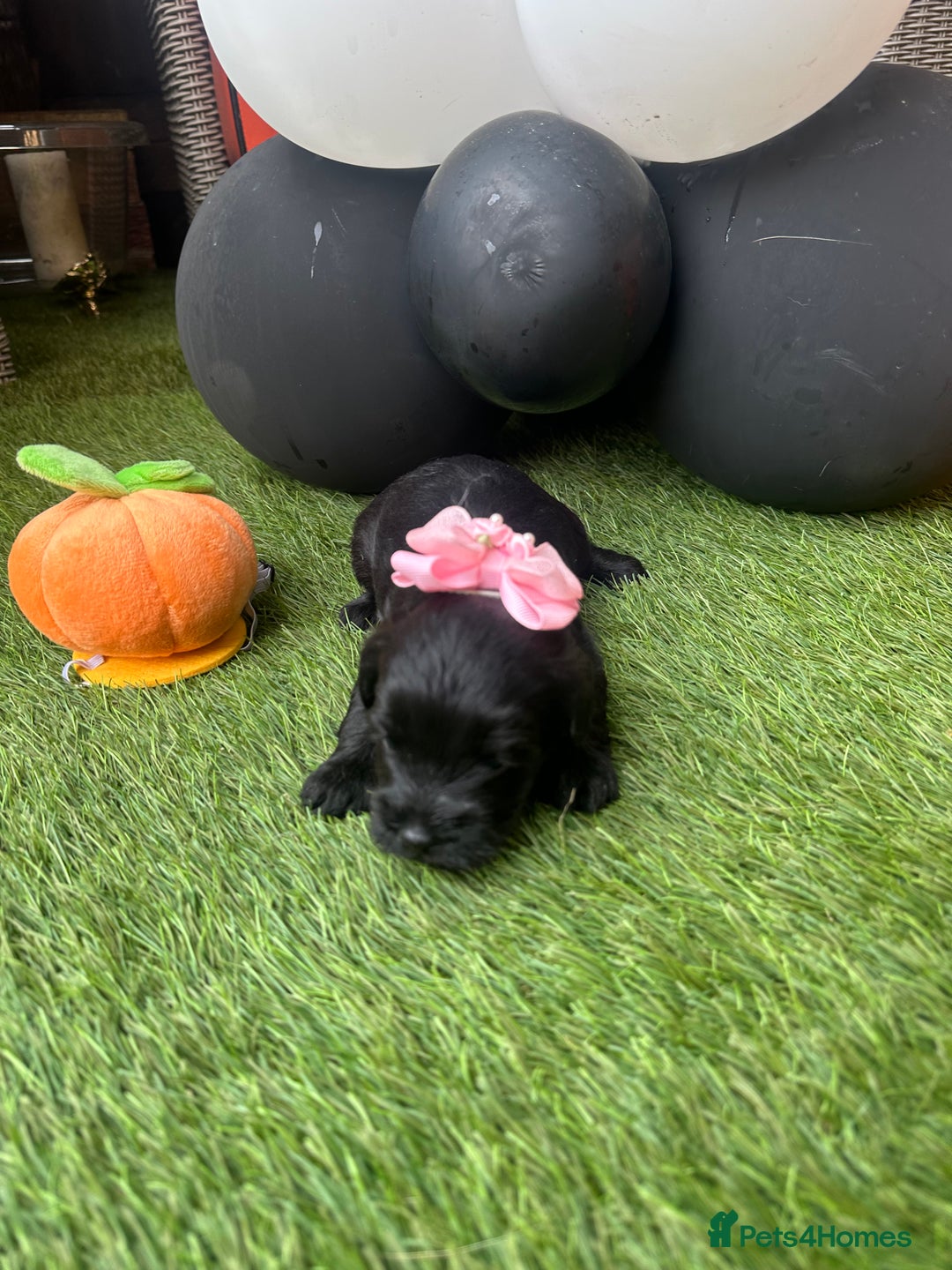Yorkiepoo dogs for sale: Yorkiepoo Puppys - Image 8