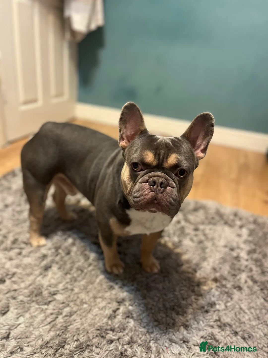 French Bulldog dogs for stud: STUD FRENCH BULLDOG  - Advert 3