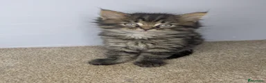 Maine Coon Kitten 1