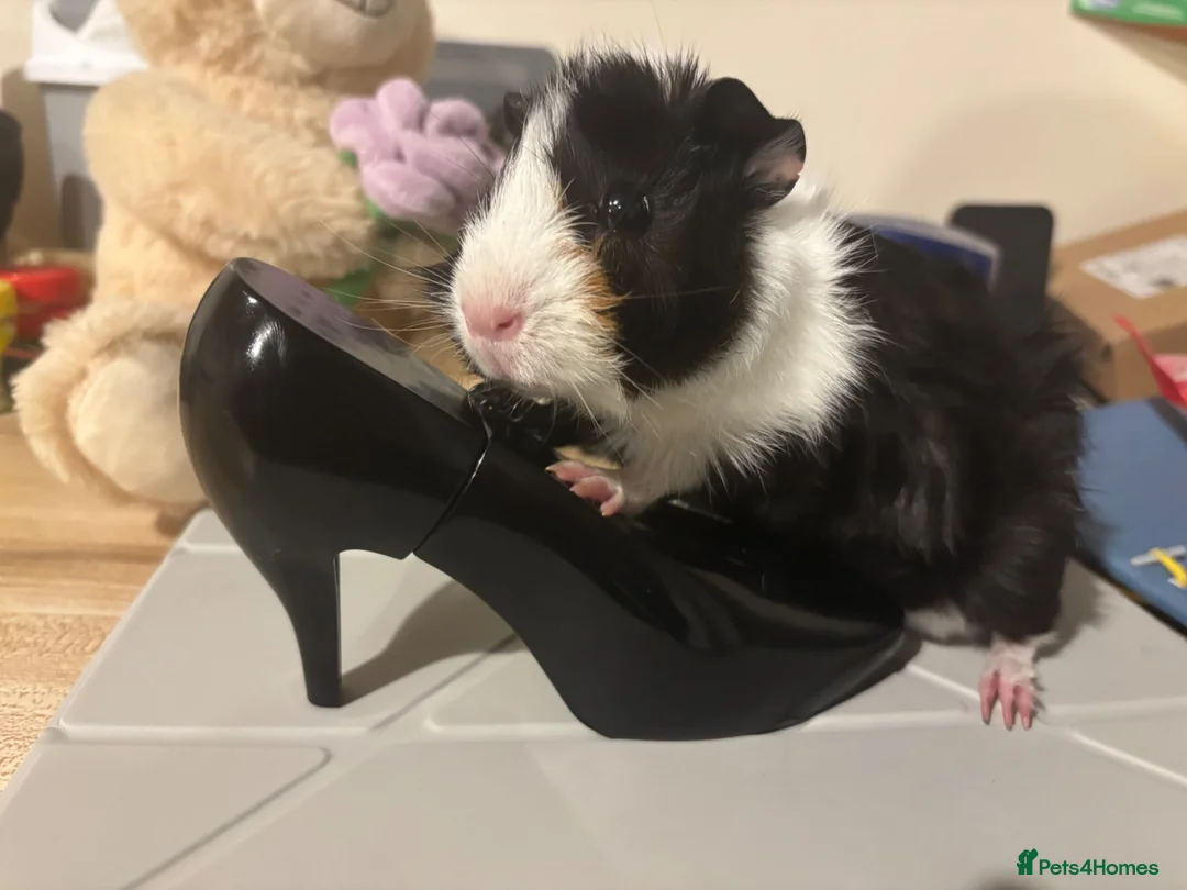 Guinea Pig rodents for sale: bonded guinea pigs for sale - Advert 24