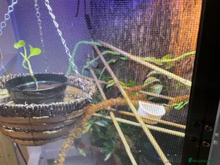 Chameleon reptiles FULL Chameleon Set Up - Advert 12