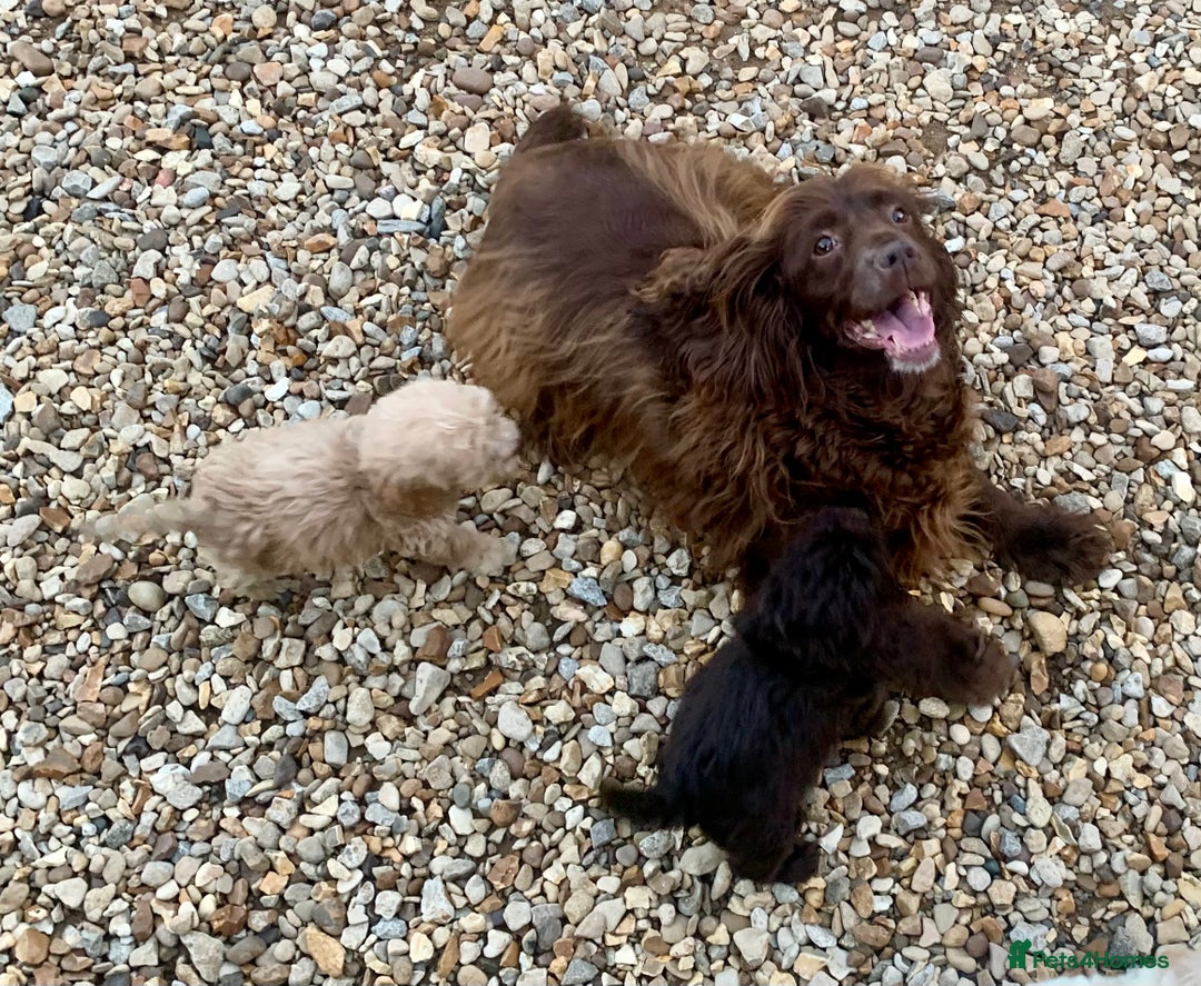Cockapoo dogs for sale: F1 Cockapoo Puppies.  - Image 15