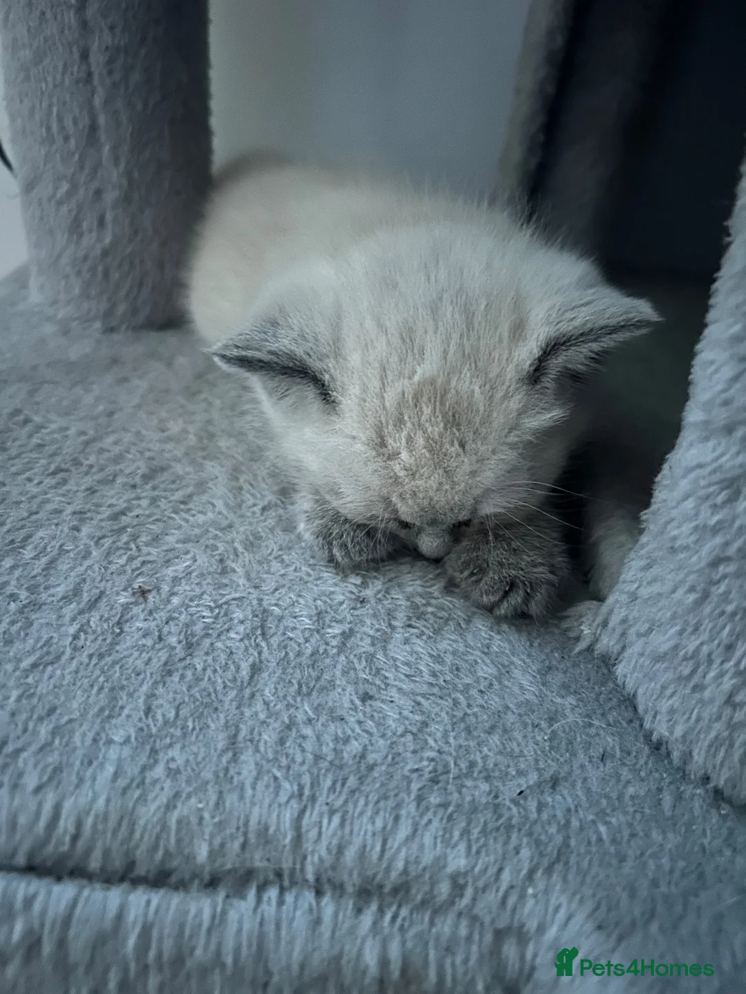 Mixed Breed cats for sale: 2 gorgeous kittens ready from 7th October in Ilminster - Advert 2