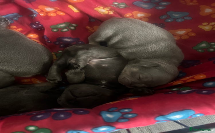 French Bulldog dogs - Advert 5