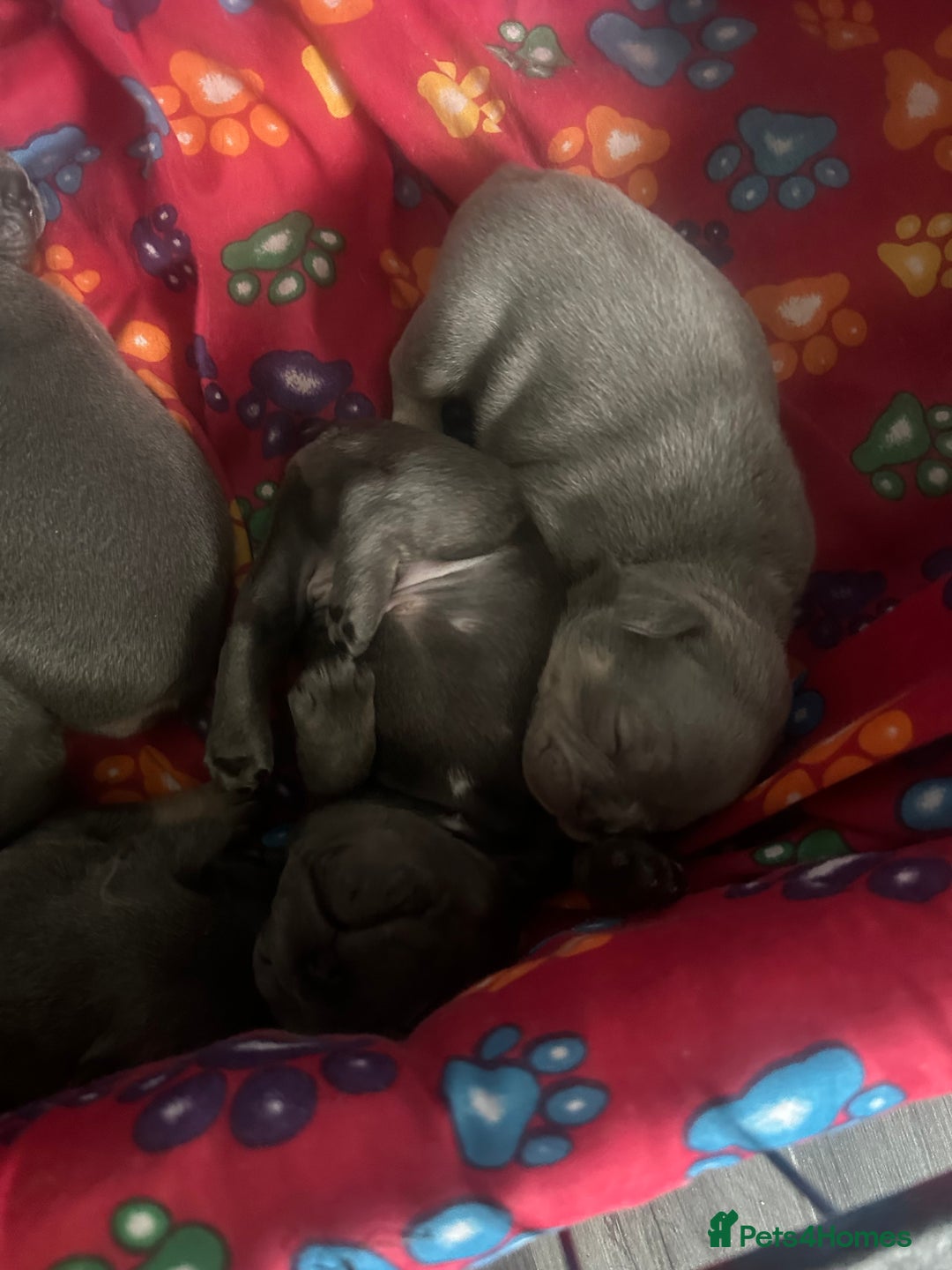 French Bulldog dogs for sale: french bulldog puppies  - Image 1