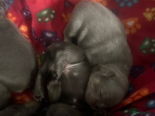 French Bulldog dogs - Advert 29