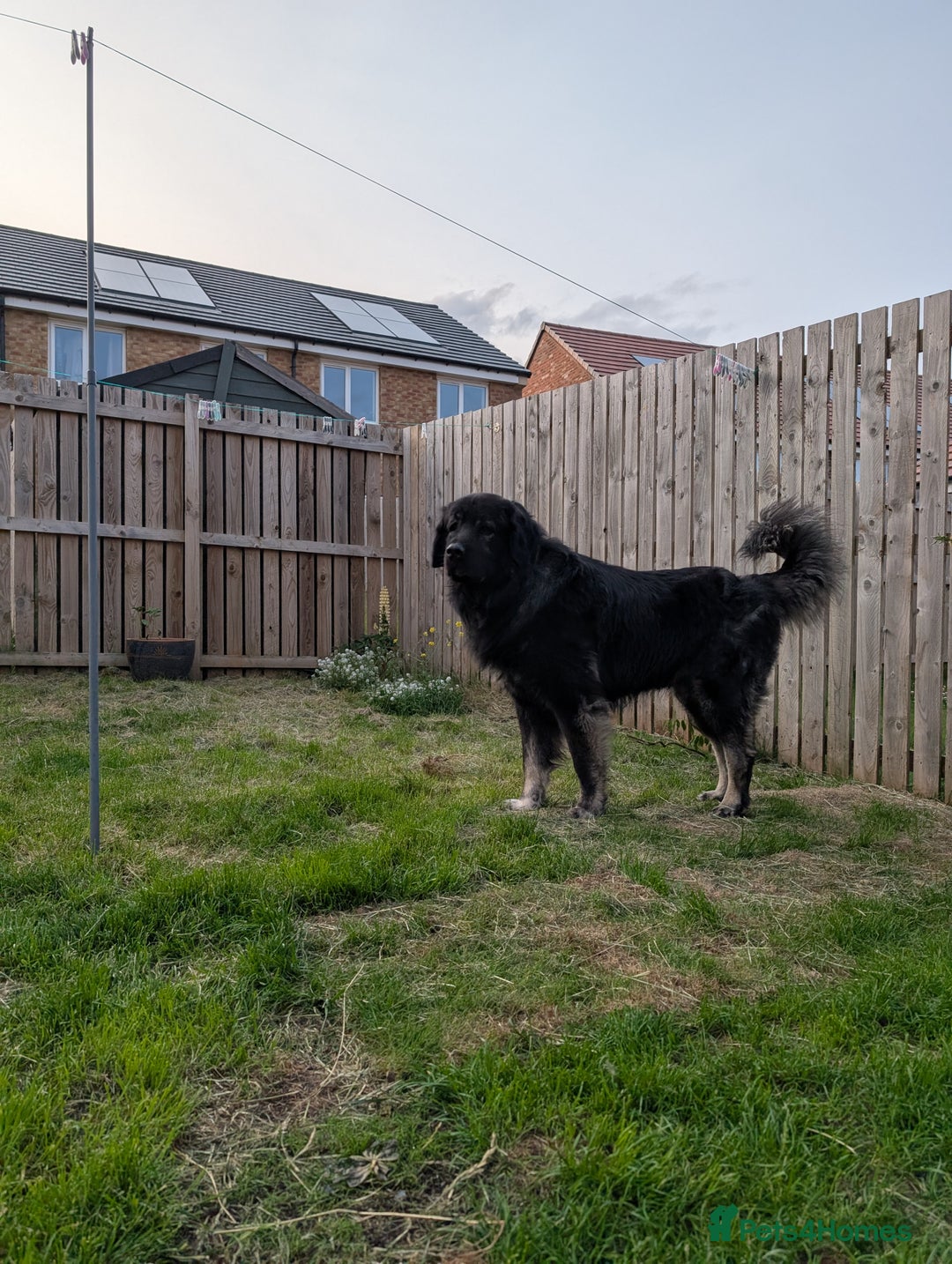 Caucasian Shepherd Dog dogs for stud: Boris Caucasian Shepherd  - Image 2