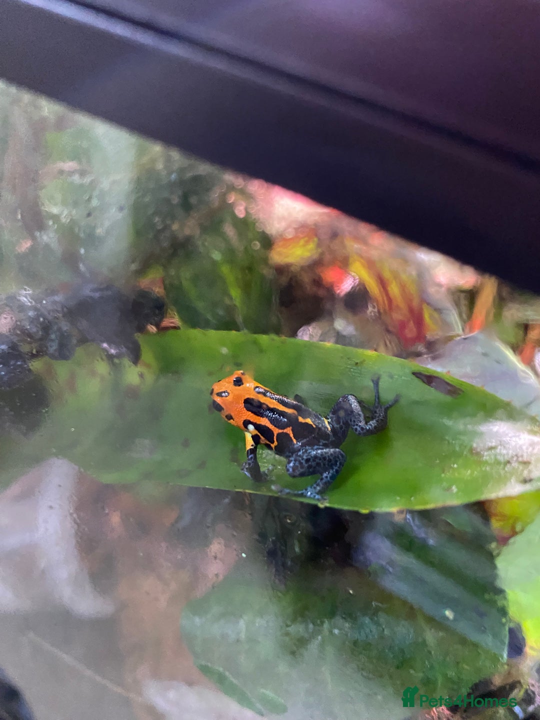 Mixed Breed invertebrates for sale: Ranitomeya Varadero Imitator - Advert 3
