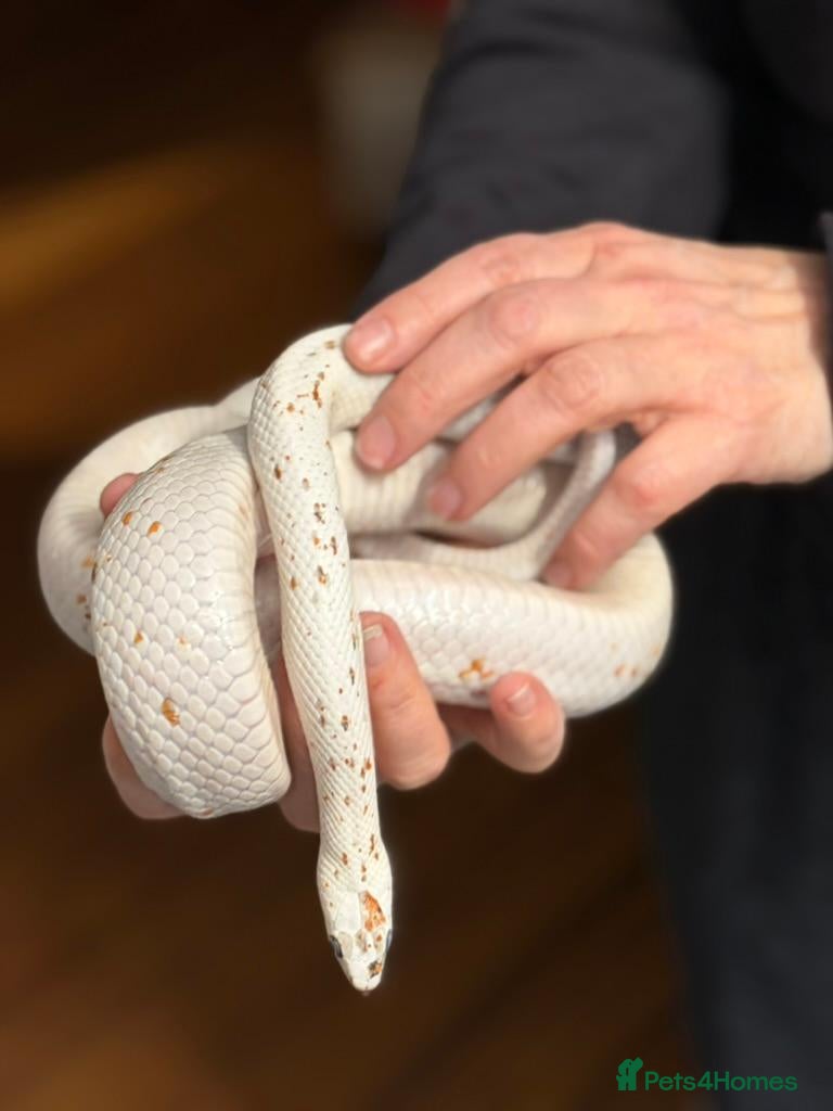 Corn Snake reptiles Corn Snake, male, Palmetto - Advert 1