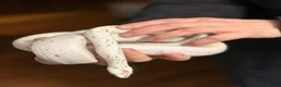 Corn Snake reptiles for sale: Corn Snake, male, Palmetto - Advert 1