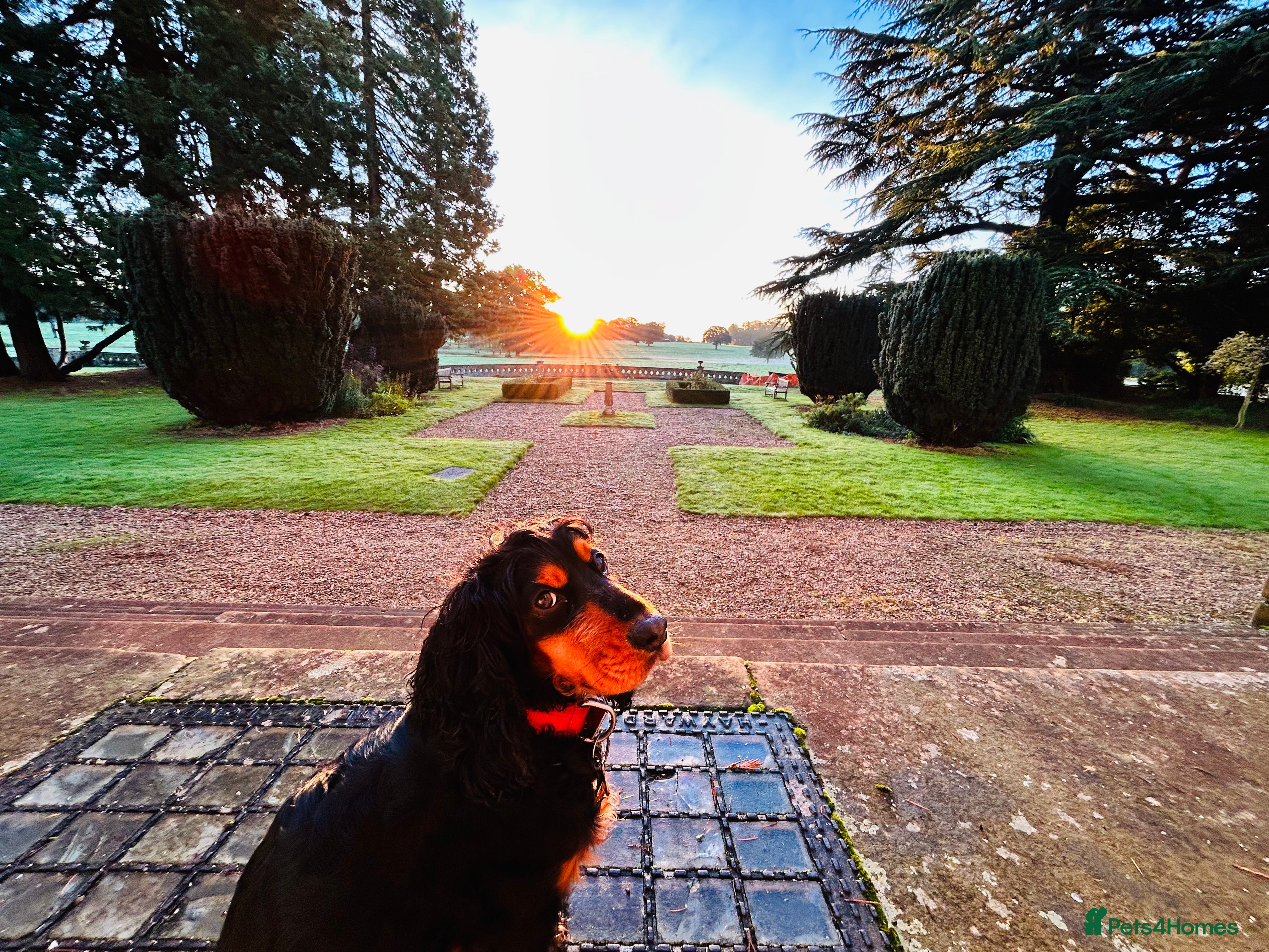 Mixed Breed dogs Pomeranian/ cocker spaniel cross  - Advert 3