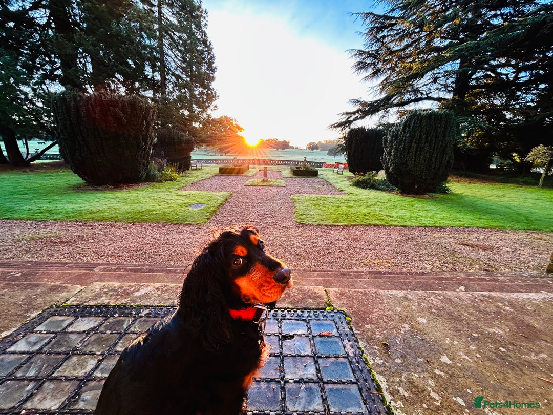 Mixed Breed dogs for sale: Pomeranian/ cocker spaniel cross  - Advert 1