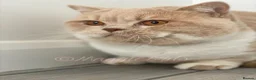 British Shorthair cats for stud: 🏆 Gccf British Shorthair Stud Available! 🏆 - Advert 6