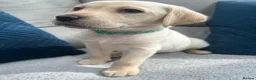 Labrador Retriever dogs for sale: KC Registered Labrador Puppies  - Advert 29