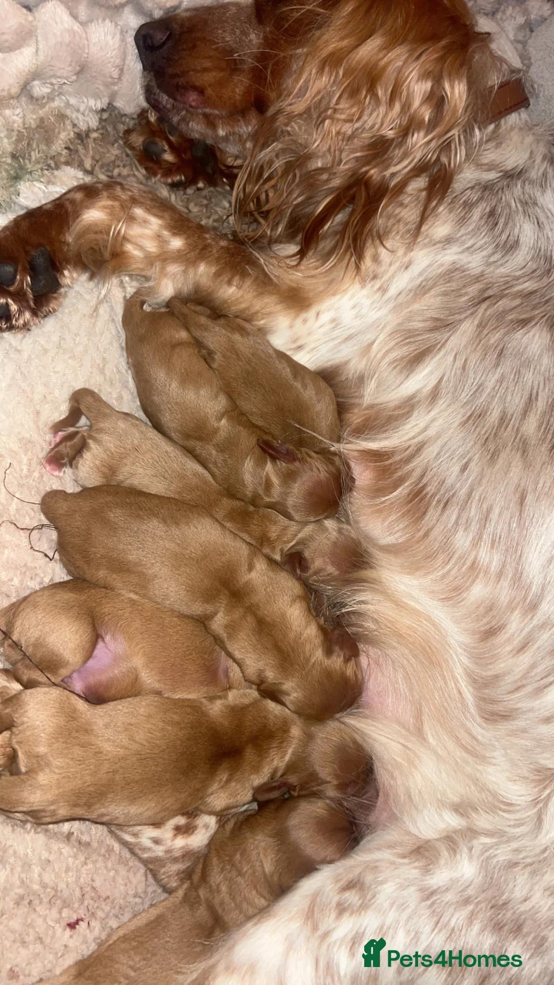 Cockalier dogs for sale: cocker spaniel King Charles spaniel pups - Advert 4