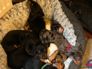 Mixed Breed dogs Jack weenier’s puppies - Advert 14