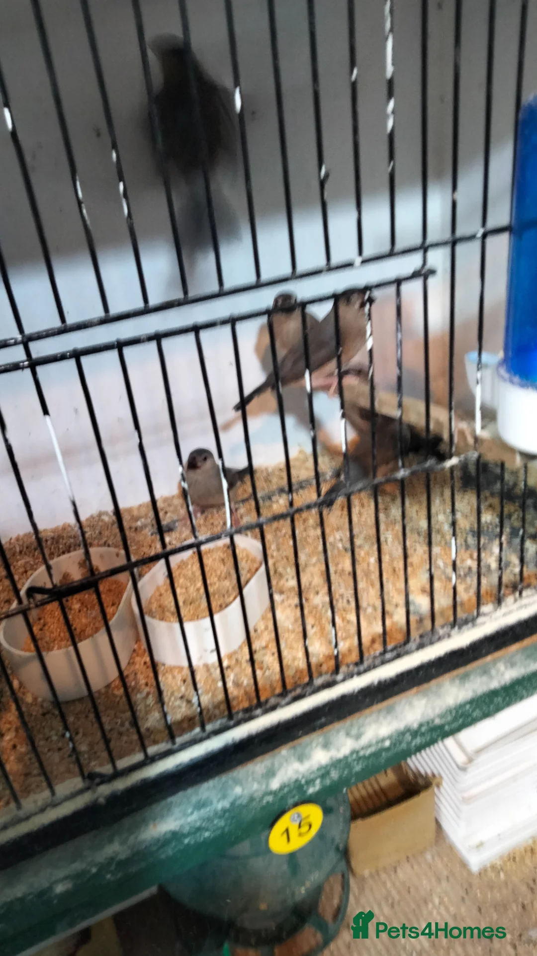 Finches birds for sale: Java sparrows  - Advert 5