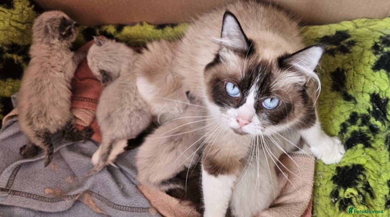 Ragdoll cats * Gorgeous Bi-coloured Ragdoll Male Kitten * - Advert 1