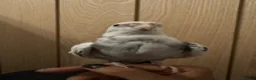 Cockatiels birds for sale: Tame Silly Male Cockatiel - Advert 4
