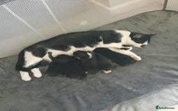 Mixed Breed cats for sale: Last Three Kittens for Sale 2 Girls and 1 Boy - Image 1