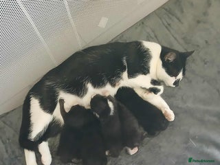 Mixed Breed cats - Advert 19