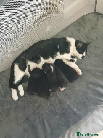 Mixed Breed cats Last Three Kittens for Sale 2 Girls and 1 Boy - Advert 13