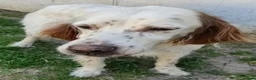 English Setter dogs for adoption: BRUNO - Advert 6